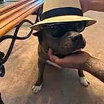 Dog, Hat, Table, Fedora, Sun Hat, Sunglasses, Wood, Headgear, Fawn, Thigh, Carnivore, Working Animal, Eyewear, Human Leg, Foot, Fun, Leisure, Hardwood