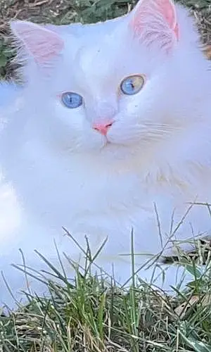 Ragdoll Cat Nikko