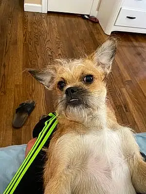 Name Chihuahua Dog Camila