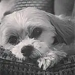 Dog, Carnivore, Dog breed, Shih Tzu, Companion dog, Liver, Toy Dog, Snout, Small Terrier, Shih-poo, Terrier, Working Animal, Furry friends, Black & White, Monochrome, Cockapoo, Puppy love, Canidae, Terrestrial Animal