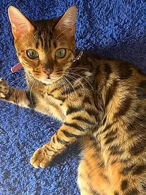 Name Bengal Cat Chanel