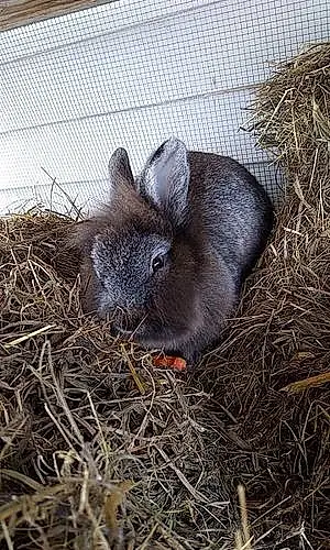 Name Rabbit Clifford