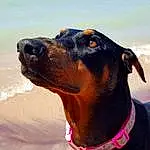 Dog, Working Animal, Collar, Carnivore, Water, Dog breed, Dog Collar, Snout, Beach, Pet Supply, Companion dog, Whiskers, Canidae, Electric Blue, Dobermann, Terrestrial Animal, Working Dog