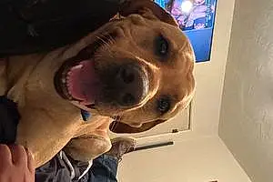 Name Labrador Retriever Dog Chance