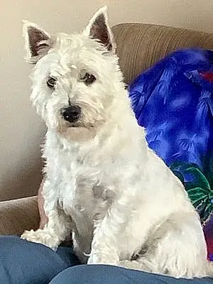 Name West Highland White Terrier Dog Dudley