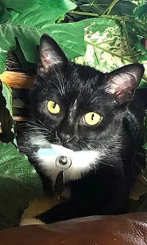 Name American Shorthair Cat Lilac