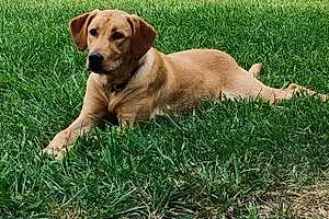 Name Labrador Retriever Dog Sasha
