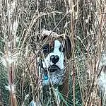 Plant, Twig, Branch, Carnivore, Dog breed, Grass, Wood, Terrestrial Animal, Tree, Furry friends, Canidae, Forest, Shrubland, Trunk, Jungle, Natural Material