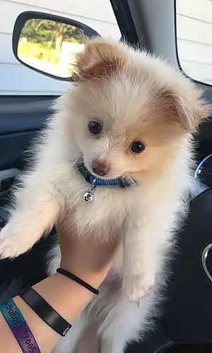 Pomeranian Dog Pico