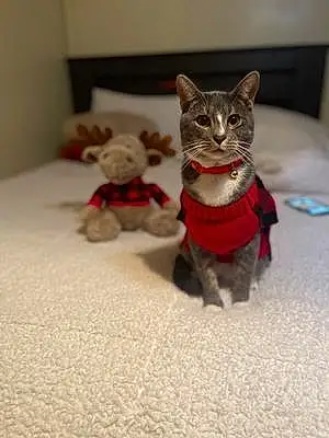 Toy Tabby Cat Milo