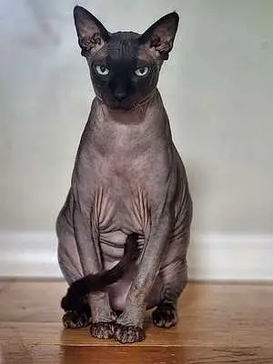 Name Sphynx Cat Dobby