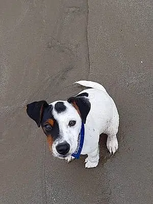 Name Jack Russell Dog Foster