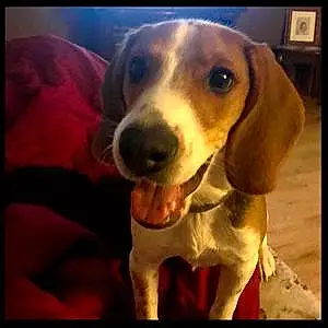 Beagle Dog Mr Happy Bones
