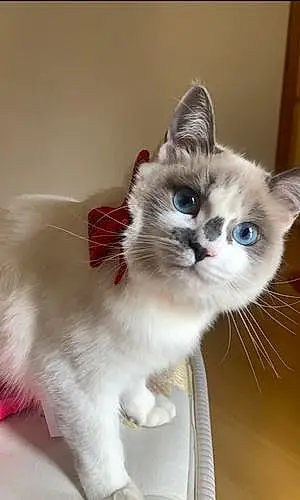 Name Cat Dorothy