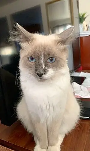 Name Ragdoll Cat Aurora