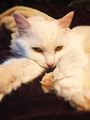 Name Turkish Angora Cat Krystal