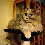 Cat, Small To Medium-sized Cats, Felidae, Carnivore, Whiskers, Domestic Long-haired Cat, Norwegian Forest Cat, Kitten, Maine Coon, British Semi-longhair, Asian Semi-longhair, Siberian, Ragamuffin, British Longhair, Fawn, American Curl, Persian, Cymric