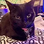 Cat, Black cats, Small To Medium-sized Cats, Felidae, Whiskers, Carnivore, Bombay, Burmese, Korat, Domestic Short-haired Cat, Snout, Asian dog, Russian blue, Havana Brown