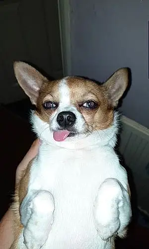Name Chihuahua Dog Elvis