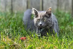 Chartreux Cat Scrappy