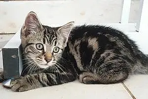 Name British Shorthair Cat Jango