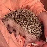 Hedgehog, Erinaceidae, Domesticated Hedgehog, Fauna, Porcupine, Echidna, Snout