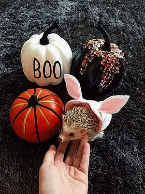 Halloween Other Pets Kiwi