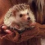 Hedgehog, Erinaceidae, Domesticated Hedgehog, Porcupine, Furry friends, Snout, Virginia Opossum, Whiskers