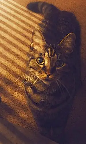 Tabby Cat Nala