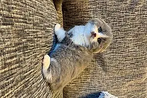 Scottish Fold Cat Nessie