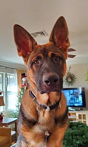 Name German Shepherd Dog Hogan