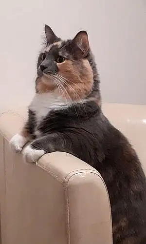 Name Cat Duchess