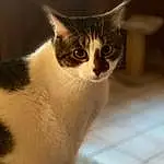 Cat, Small To Medium-sized Cats, Whiskers, Felidae, Carnivore, American Wirehair, Aegean cat, Domestic Short-haired Cat, European Shorthair, Snout, Furry friends, Kitten, Asian dog, Polydactyl Cat, Fawn, Tail