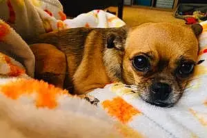 Name Chihuahua Dog Addi