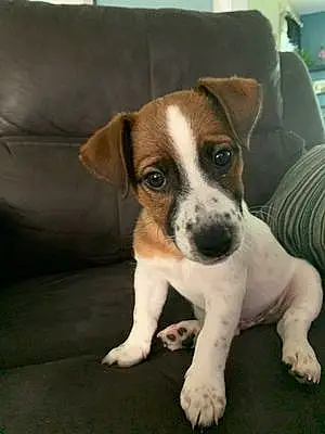 Name Jack Russell Dog Forest