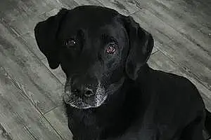 Name Labrador Retriever Dog Bruin