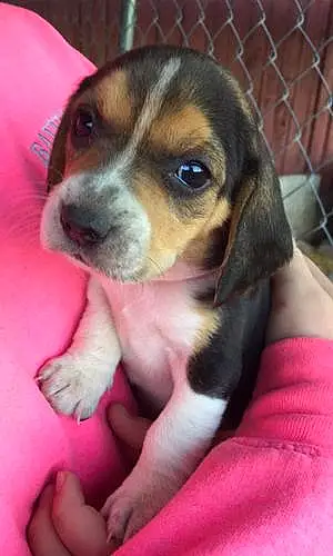 Name Beagle Dog Kleo