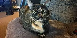British Shorthair Cat Indica