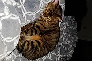 Bengal Cat Fartemis