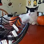Cat, Felidae, Carnivore, Orange, Musical Keyboard, Whiskers, Small To Medium-sized Cats, Chair, Comfort, Picture Frame, Wood, Keyboard, Tail, Living Room, Room, Cucurbita, Musical Instrument, Office Equipment, Microphone