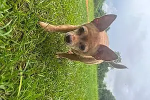 Chihuahua Dog Lizzy