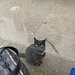 Cat, Road Surface, Blue, Carnivore, Felidae, Automotive Tire, Grey, Whiskers, Asphalt, Small To Medium-sized Cats, Wall, Plant, Sidewalk, Tints And Shades, Wood, Grass, Tail, Snout