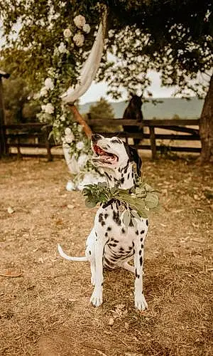Name Dalmatian Dog Ember