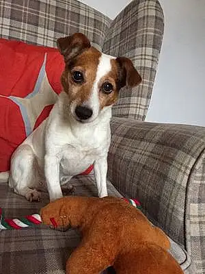 Name Jack Russell Dog Jill