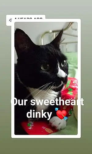 Name American Shorthair Cat Dinky