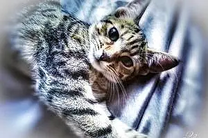 Name Bengal Cat Katy