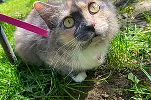 Name American Shorthair Cat Aurora