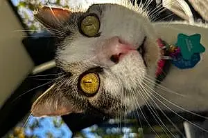 Name American Shorthair Cat Artemis