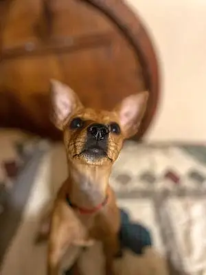Name Chihuahua Dog Chance