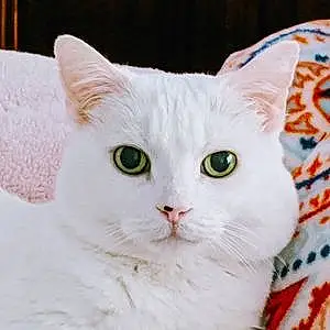 Name American Shorthair Cat Calli